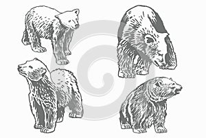 Graphical grey grizzly bears set isolated on white,vector illustration. Color collection of polar bears