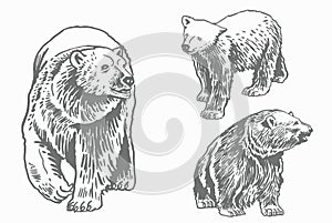 Graphical grey grizzly bears set isolated on white,vector illustration. Color collection of polar bears