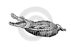 Graphical hand-drawn crocodile isolated on white, vector illustration for tattoo and printing
