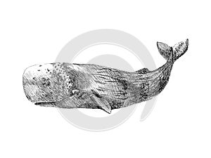 Graphical hand painted whale isolated on white background. Vector illustration. Sperm whale and humpback whale