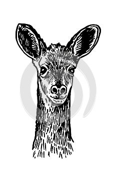 Graphical illustration of roe deer on white , vector drawing