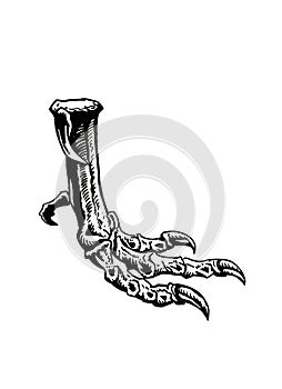 Graphical paw of dinosaur raptor on white background,vector illustration