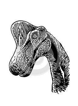 Graphical portrait of Brachiosaurus isolated on white background, kind dinosaur vector illustration