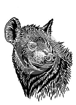 Graphical portrait of hyena isolated on white,vector predator animal