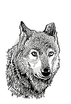 Graphical portrait of wolf isolated on white background,vector illustration, Head of wolf