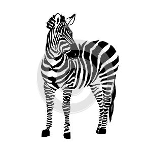 Graphical portrait of zebra isolated on white background, vector illustration for printing.