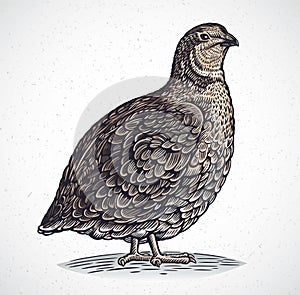 Graphical quail in engraving style