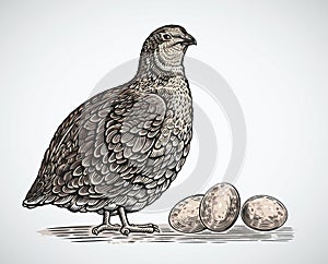 Graphical quail in engraving style