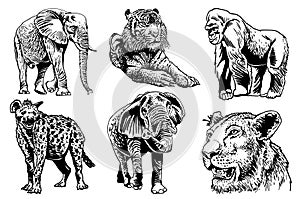 Graphical set of African animals isolated on white background, vector elements, wildlife