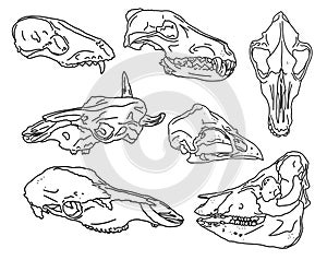 Graphical set. animal skulls linear art.