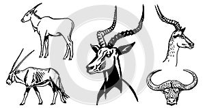 Graphical set of antelopes and bull head on white background,vector illustration