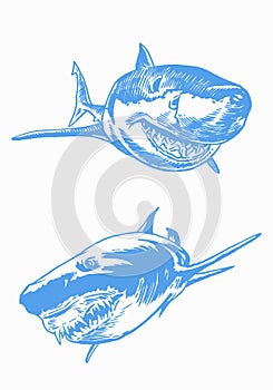 Graphical set of blue sharks isolated on white background,vector color sharks for tattoo and printing