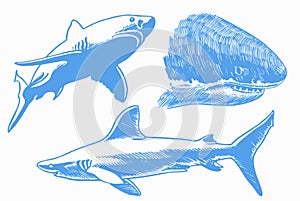 Graphical set of blue sharks isolated on white background,vector color sharks for tattoo and printing
