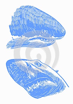 Graphical set of blue sharks isolated on white background,vector color sharks for tattoo and printing