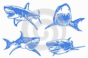 Graphical set of blue sharks and jaws isolated on white background,vector elements , great white shark
