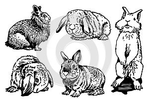 Graphical set of bunnies isolated on white background,vector elements