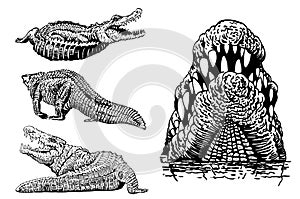 Graphical set of crocodiles isolated on white background, vector elements, alligator