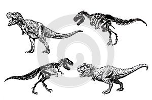 Graphical set of dinosaurs isolated on white background,vector illustration