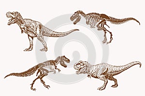 Graphical set of dinosaurs, sepia vector illustration photo