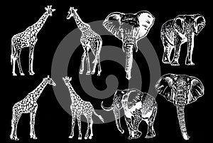 Graphical set of giraffes and elephants isolated on black background,vector engraved illustration