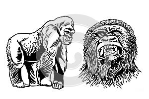 Graphical set of gorillas isolated on white background, vector illustration, african animal