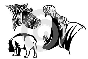 Graphical set of hippos silhouettes on white background, vector illustration