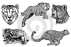 Graphical set of leopards on white background, vector illustration