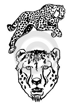Graphical set of leopards on white background, vector illustration