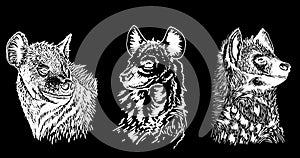 Graphical set of portraits of hyenas isolated on black background,vector engraved illustration,African animal