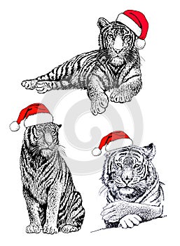 Graphical set of tigers in  Santa Claus hats  isolated  on white background, vector new year illustration