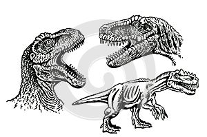 Graphical set of tyrannosauruses isolated on white background,vector elements