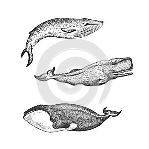 Graphical set of whales isolated on white background. Sperm whale, blue whale and Greenland right whale illustration, endangered