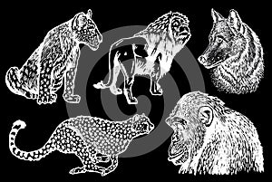 Graphical set of wild animals isolated on black backgroud,vector illustration. African animals