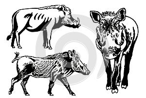 Graphical set of wild hogs isolated on white background, vector ink illustration