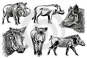 Graphical set of wild hogs isolated on white background, vector ink illustration