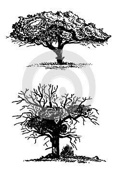 Graphical silhouette of trees on white background, vector illustration. Ink pen illustration,ecology