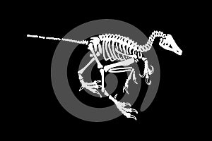 Graphical skeleton of Albertonykus isolated on black,vector fossils of alvarezsaurid dinosaur from the Maastrichtian-age
