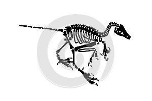 Graphical skeleton of Albertonykus isolated ,vector fossils of alvarezsaurid dinosaur from the Maastrichtian-age