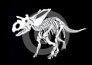 Graphical skeleton of triceratops on black background,vector paleonthology element