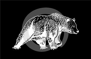 Graphical sketch of grizzly bear isolated on black background, vector engraved illustration