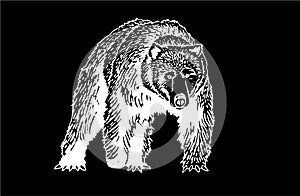 Graphical sketch of grizzly bear isolated on black background, vector engraved illustration