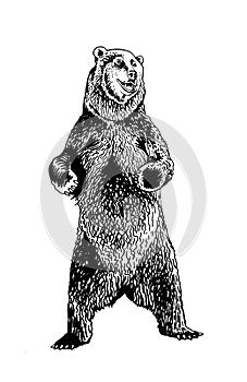 Graphical sketch of grizzly bear, jpg illustration