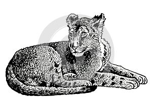 Graphical small lion lying on white background, black and white illustration