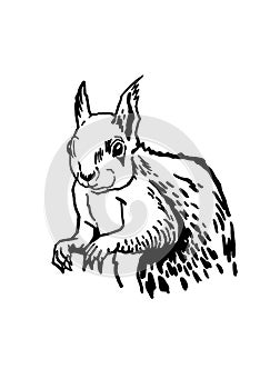 Graphical squirrel sitting on white background,vector illustration