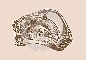 Graphical vintage hand-drawn skull of Iguanodon,vector sepia illustration