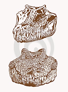 Graphical vintage heads of crocodile, sepia background, vector skull