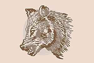 Graphical vintage portrait of angry wolf isolated on sepia background,vector illustration, forest animal