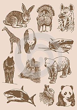 Graphical vintage set of animals , sepia background,vector illustration. Zoology. Elements for design