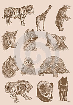 Graphical vintage set of animals , sepia background,vector illustration. Zoology. Elements for design