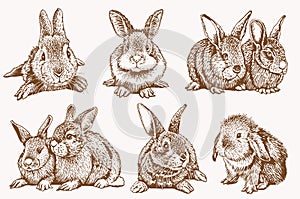 Graphical vintage set of bunnies ,vector retro illustration photo